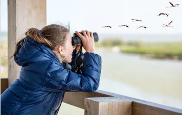 prismáticos para observar aves