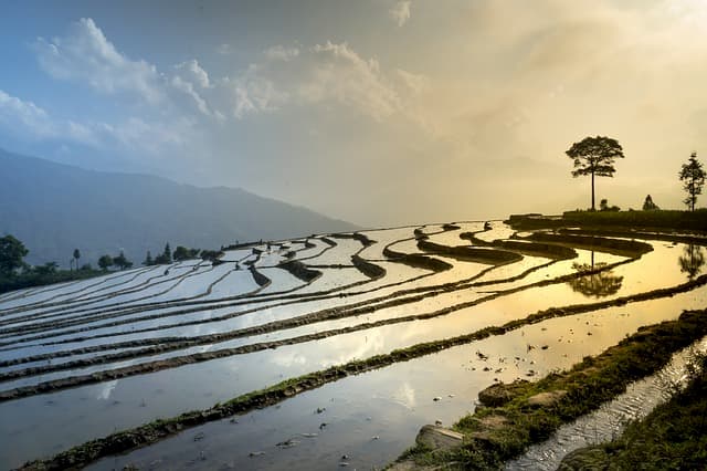 paisaje de arroz